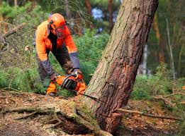 How Our Tree Care Process Works  in Dumfries, VA